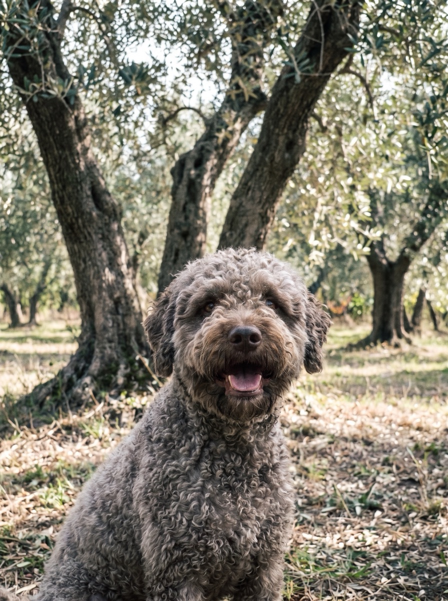 Vasco, the estate dog, sitting in the olive grove