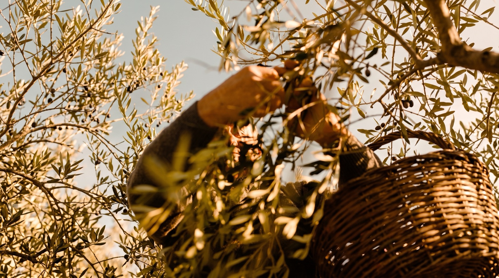 Hand-picking olives from a tree at golden hour, a woven harvest basket alongside
