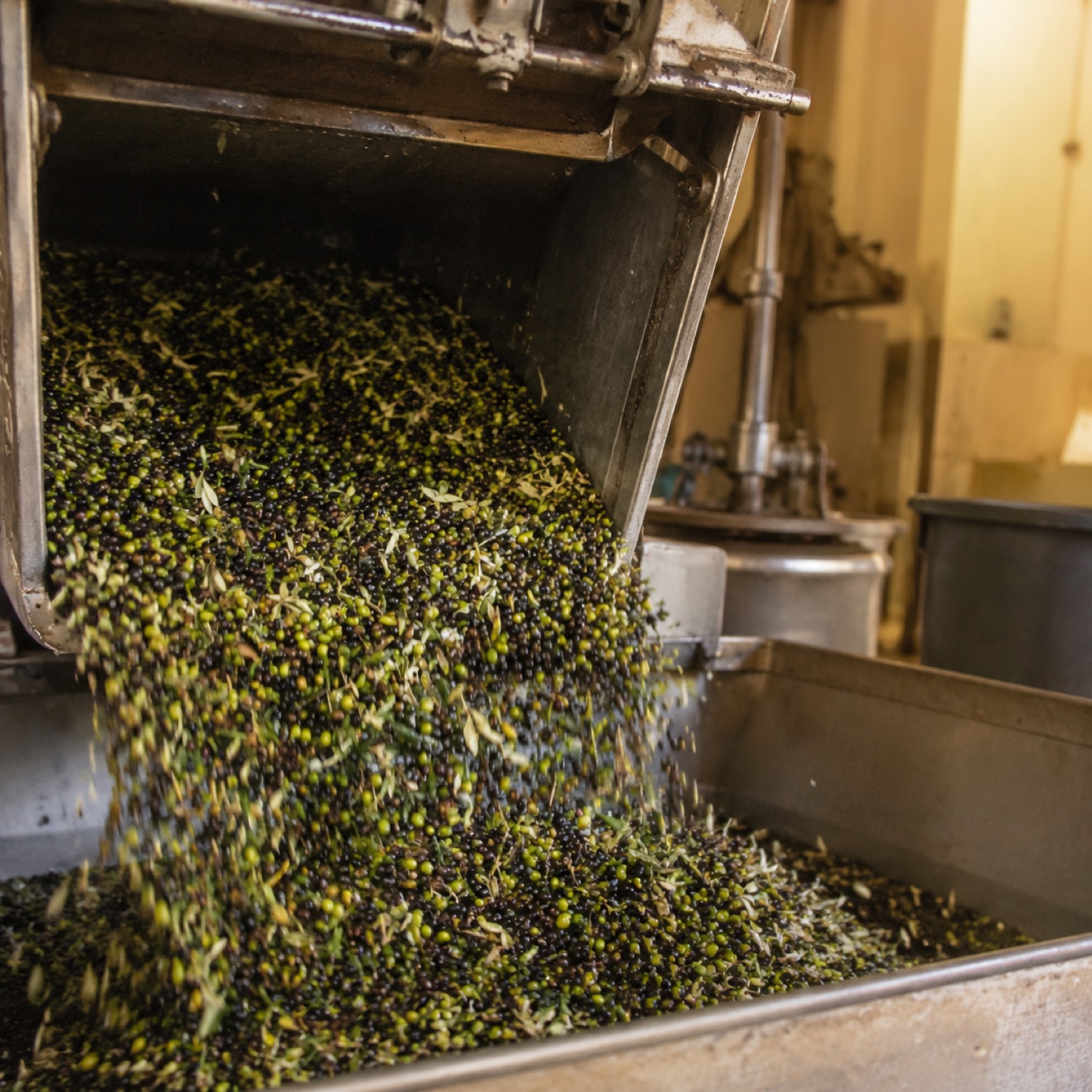 Olives being milled and cold-pressed for oil