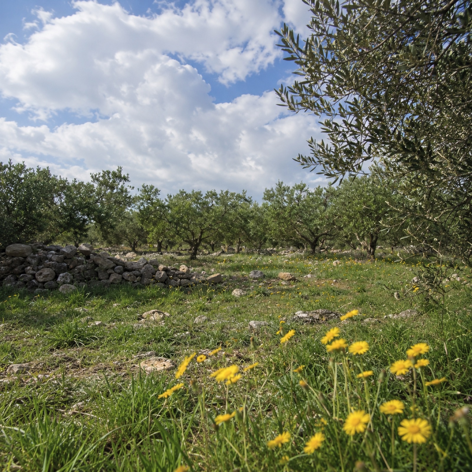 The Puglian olive grove under a big open sky, dry-stone walls between the trees