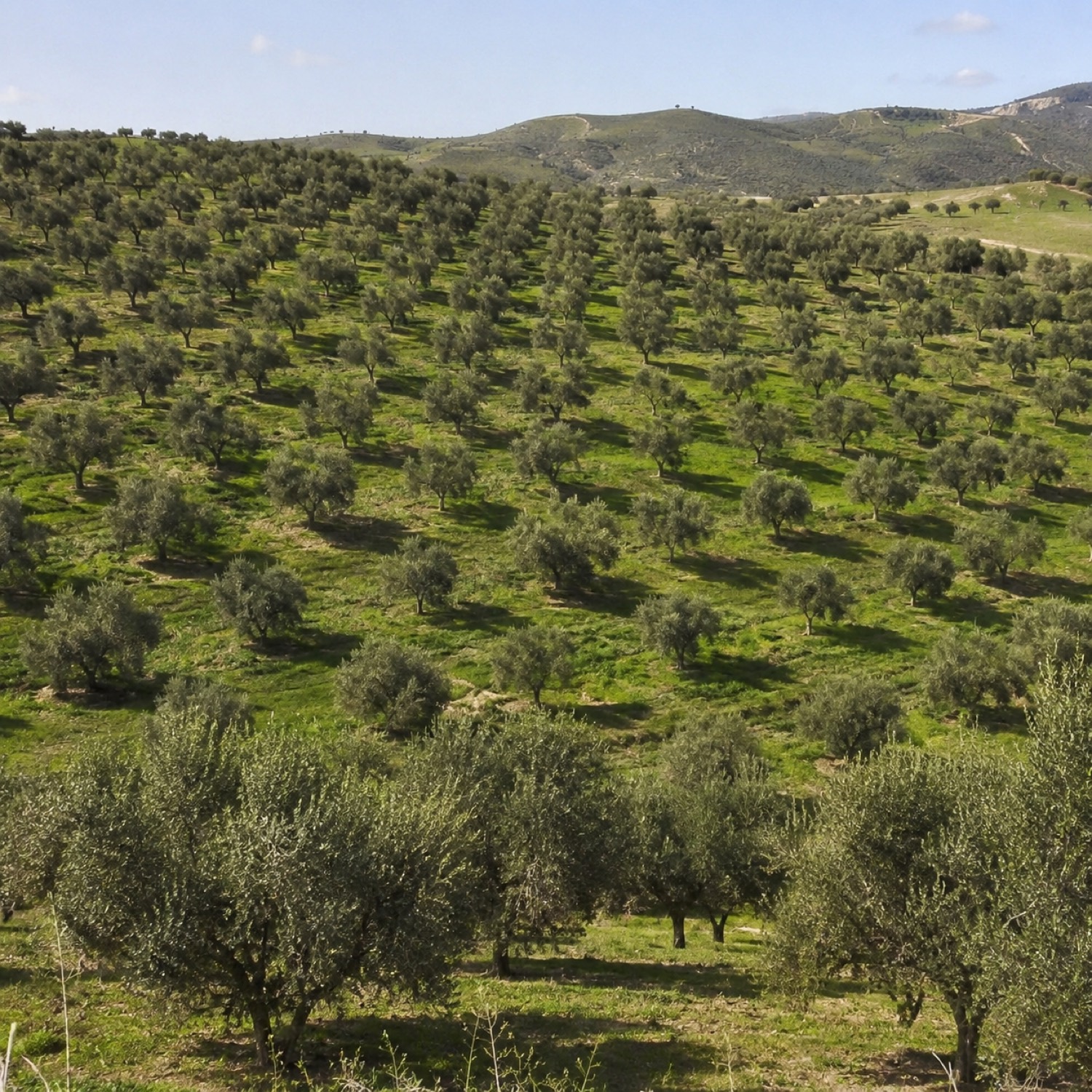 Rows of olive trees on a Sicilian hillside in the Val di Noto