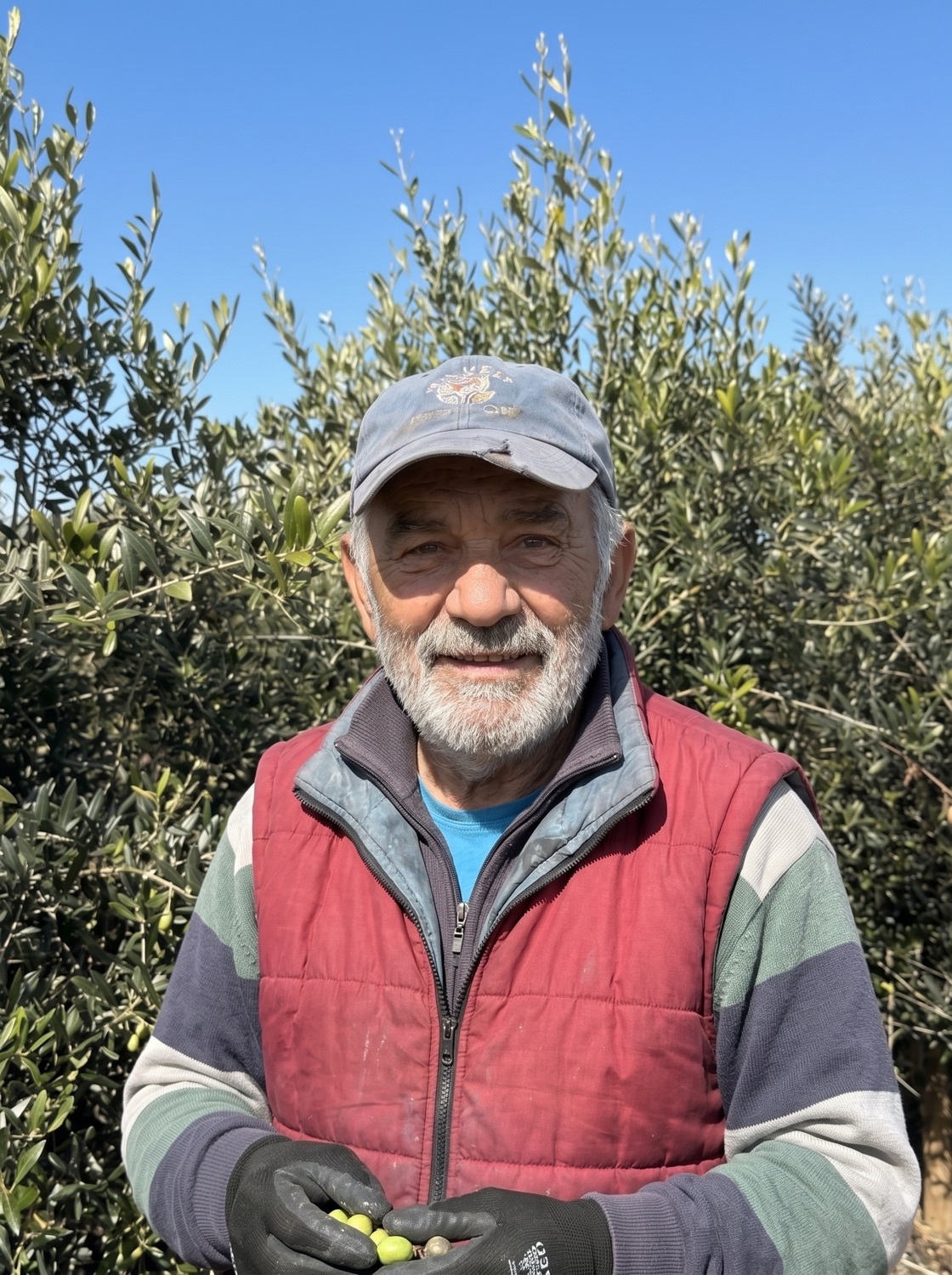 Tommaso Conti holding fresh-picked olives in the grove