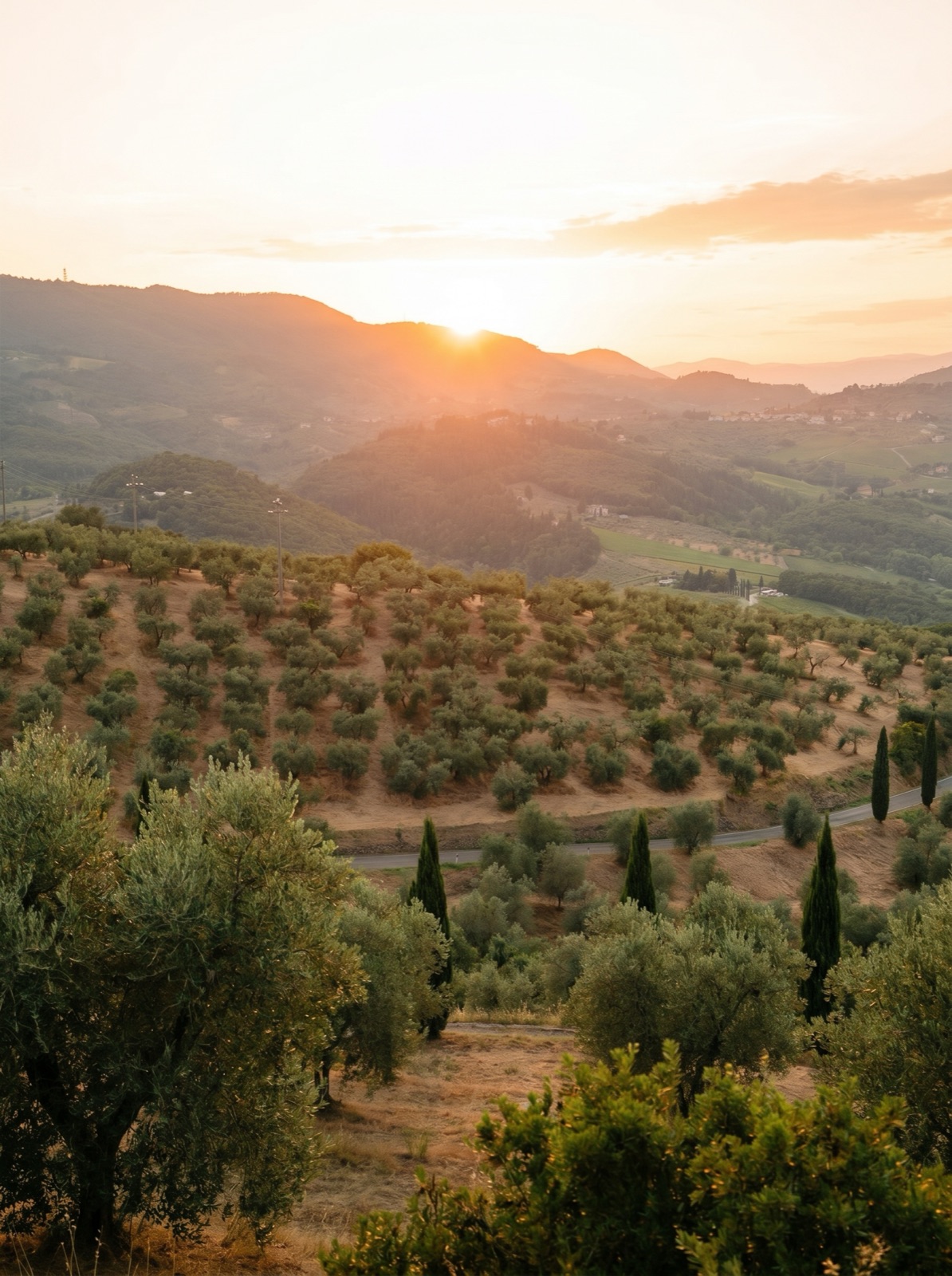 Olive groves on the Tuscan hills at sunset, cypress trees along the road