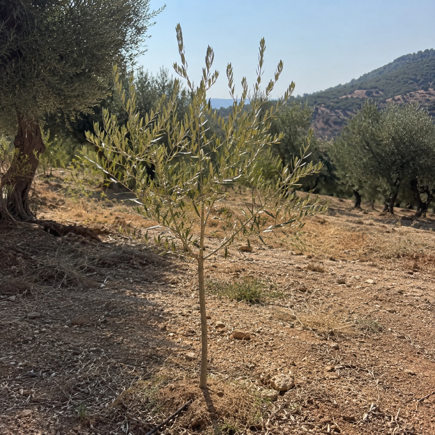 A young olive tree ready to be adopted